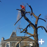 Taille et soin d'un arbre près de Longwy - FRANCE
