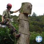 élagage arbre dangereux Luxembourg
