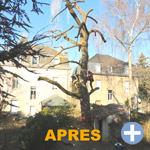 APRES, Taille et soin d'un arbre près de Esch sur Alzette - Luxembourg