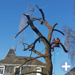 Taille et soin d'un arbre près de Esch sur Alzette - Luxembourg
