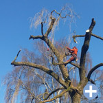 Taille et soin d'un arbre près de Villerupt - France