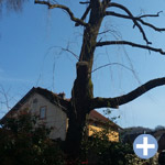 Résultat taille et soin d'un arbre près de Villerupt - France