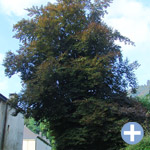 Taille douce d'arbre Luxembourg