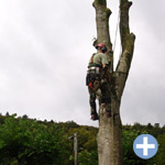 Abattage arbre dangereux Luxembourg
